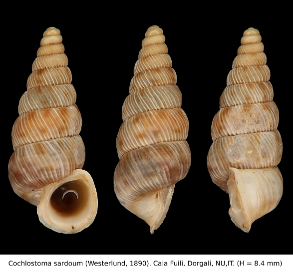Cochlostoma sardoum